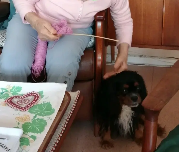 L'éducateur spécialisé indépendant à domicile : Accompagner au plus près des besoins de chacun 1 personne agee chien